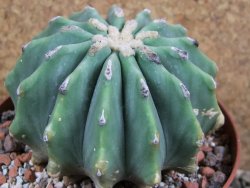 Ferocactus glaucescens inermis, pot 10 cm