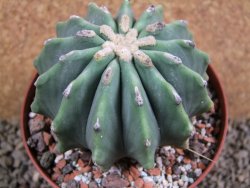 Ferocactus glaucescens inermis, pot 10 cm - 12389482