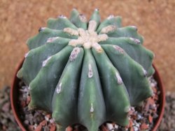 Ferocactus glaucescens inermis, pot 10 cm - 12389483