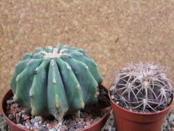 Ferocactus glaucescens inermis, pot 10 cm - 12389485