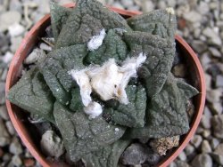 Ariocarpus fissuratus pot 5,5 cm