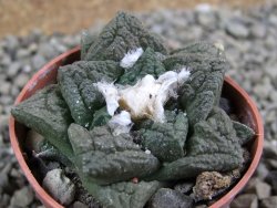 Ariocarpus fissuratus pot 5,5 cm - 12389583