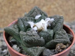 Ariocarpus fissuratus pot 5,5 cm - 12389584