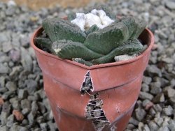 Ariocarpus fissuratus pot 5,5 cm - 12389585