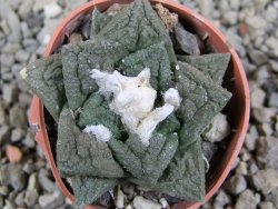 Ariocarpus fissuratus pot 5,5 cm - 12389586