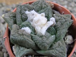 Ariocarpus fissuratus pot 5,5 cm - 12389587