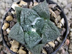 Ariocarpus fissuratus Cuatro Cienegas pot 5,5 cm