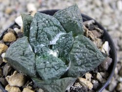 Ariocarpus fissuratus Cuatro Cienegas pot 5,5 cm - 12389772