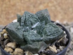 Ariocarpus fissuratus Cuatro Cienegas pot 5,5 cm - 12389773