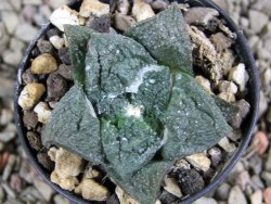 Ariocarpus fissuratus Cuatro Cienegas pot 5,5 cm - 12389774
