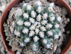 Pygmaeocereus bieblii pot 5,5 cm - 12389811