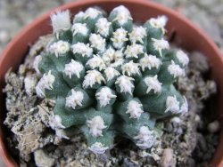 Pygmaeocereus bieblii pot 5,5 cm