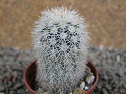 Echinocereus dasyacanthus Brewster pot 5,5 cm