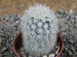 Echinocereus dasyacanthus Brewster pot 5,5 cm - 12389904