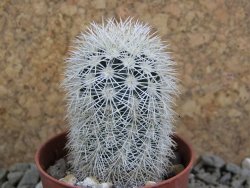Echinocereus dasyacanthus Brewster pot 5,5 cm - 12389905