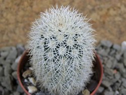 Echinocereus dasyacanthus Brewster pot 5,5 cm - 12389906