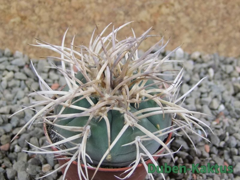 Gymnocalycium cardenasianum JO 193 pot 5,5 cm