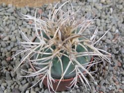 Gymnocalycium cardenasianum JO 193 pot 5,5 cm - 12389968