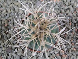 Gymnocalycium cardenasianum JO 193 pot 5,5 cm - 12389969