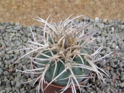 Gymnocalycium cardenasianum JO 193 pot 5,5 cm - 12389970