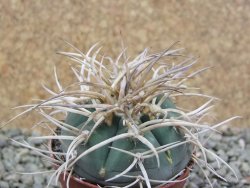 Gymnocalycium cardenasianum JO 193 pot 5,5 cm - 12389971