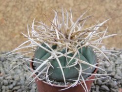 Gymnocalycium cardenasianum JO 193 pot 5,5 cm - 12389972