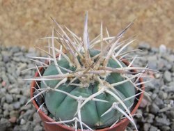 Gymnocalycium cardenasianum pot 5,5 cm