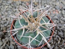 Gymnocalycium cardenasianum pot 5,5 cm - 12389974