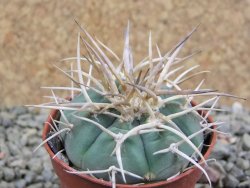 Gymnocalycium cardenasianum pot 5,5 cm - 12389975