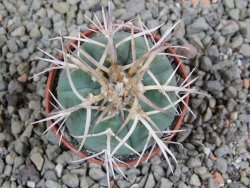 Gymnocalycium cardenasianum pot 5,5 cm - 12389976