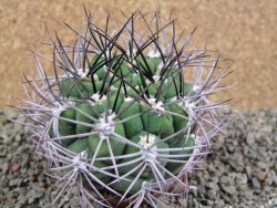 Gymnocalycium saglione pot 7 cm