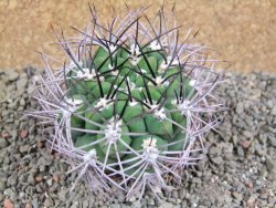 Gymnocalycium saglione pot 7 cm - 12390029