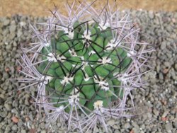 Gymnocalycium saglione pot 7 cm - 12390030