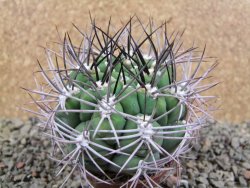 Gymnocalycium saglione pot 7 cm - 12390031