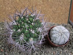 Gymnocalycium saglione pot 7 cm - 12390032