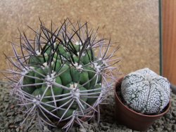 Gymnocalycium saglione pot 7 cm - 12390033