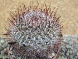 Sulcorebutia tiraquensis bicolorispina pot 7 cm