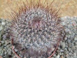 Sulcorebutia tiraquensis bicolorispina pot 7 cm - 12390052