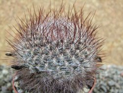 Sulcorebutia tiraquensis bicolorispina pot 7 cm - 12390054