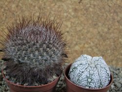 Sulcorebutia tiraquensis bicolorispina pot 7 cm - 12390055