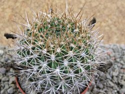 Weintgartia jarmillae LH 539 Arani - Mizque pot 7 cm