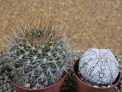 Weintgartia jarmillae LH 539 Arani - Mizque pot 7 cm - 12390063