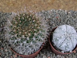 Weintgartia jarmillae LH 539 Arani - Mizque pot 7 cm - 12390064