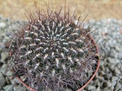 Sulcorebutia polymorpha pot 7 cm - 12390066