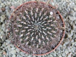 Sulcorebutia polymorpha pot 7 cm - 12390067