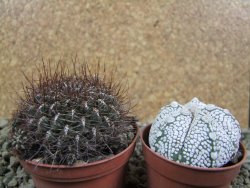 Sulcorebutia polymorpha pot 7 cm - 12390069