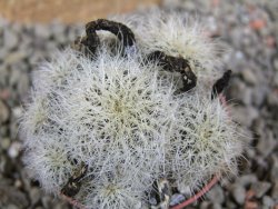 Sulcorebutia hertusii Zudaňes, pot 5,5 cm - 12390082