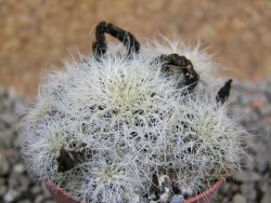 Sulcorebutia hertusii Zudaňes, pot 5,5 cm - 12390083