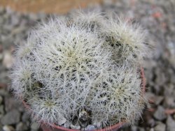 Sulcorebutia hertusii Zudaňes, pot 5,5 cm