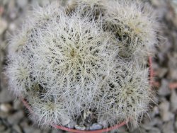 Sulcorebutia hertusii Zudaňes, pot 5,5 cm - 12390085